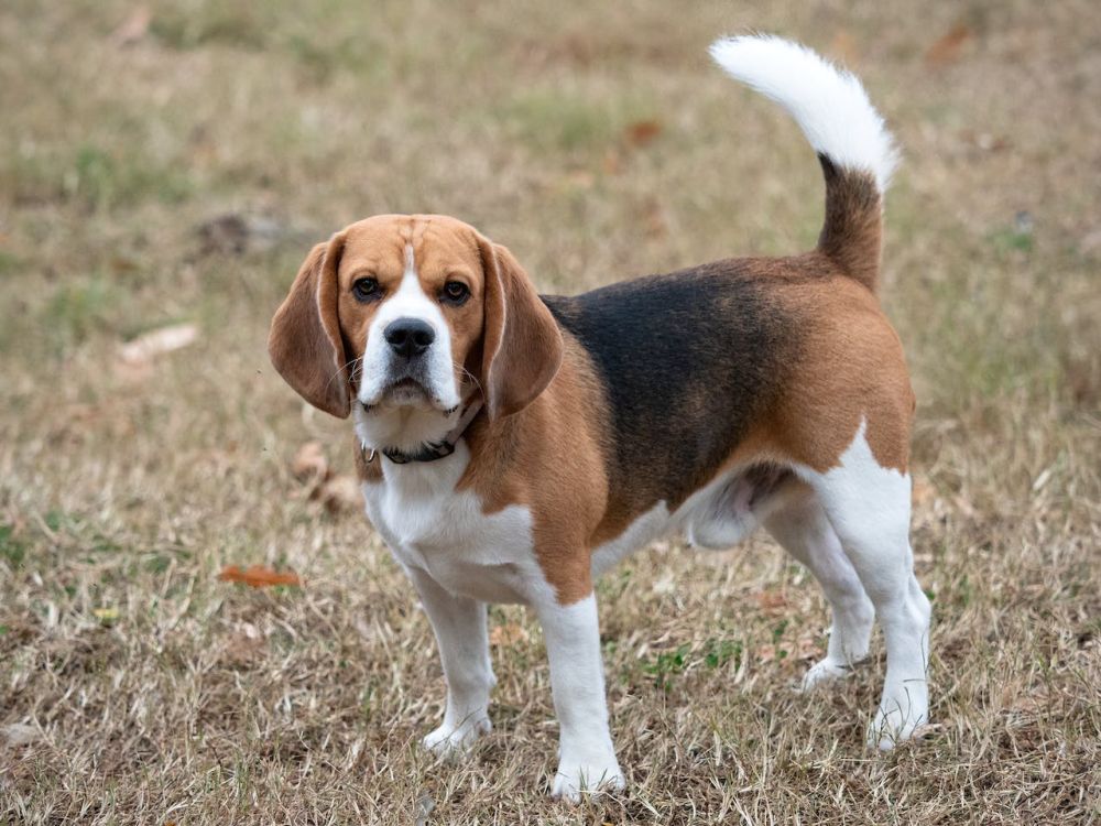 Dog Breed Guide: Beagle