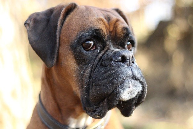 Dog Breed Guide: Boxer