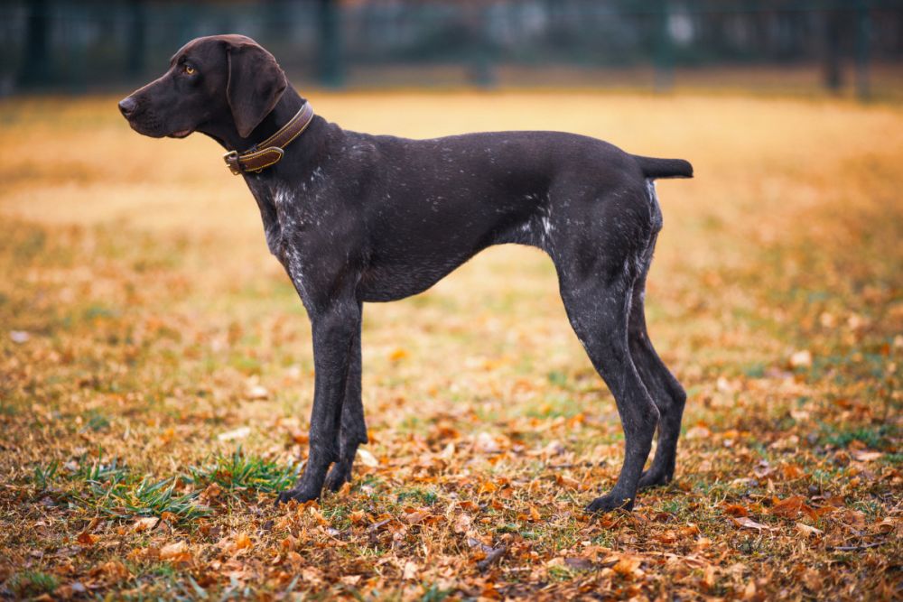 Dog Breed Guide: German Shorthaired Pointer