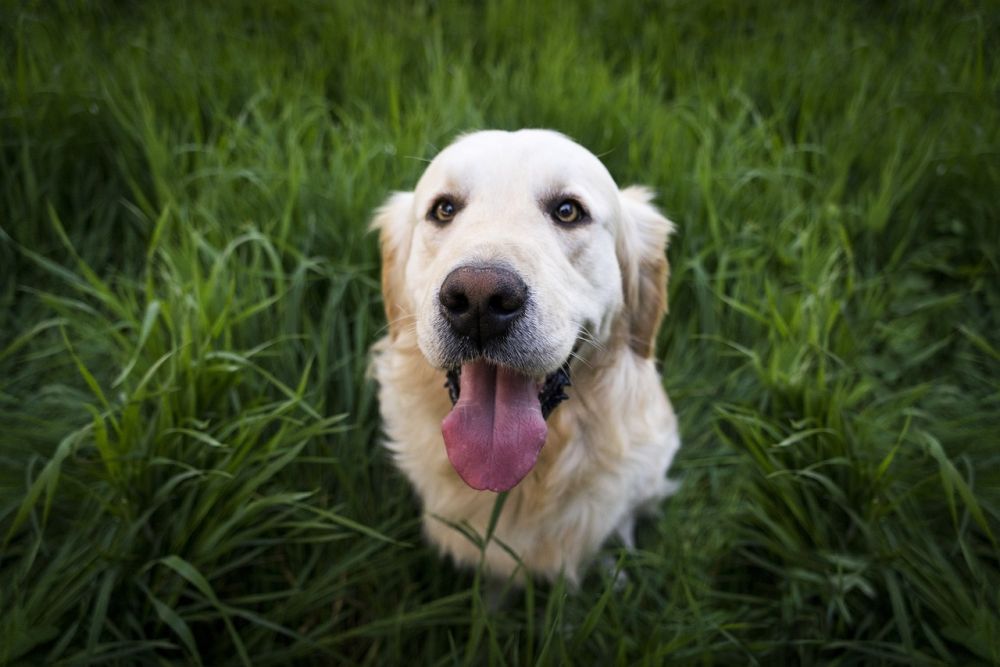 Dog Breed Guide: Golden Retriever
