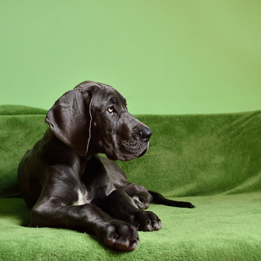 Dog Breed Guide: Great Dane