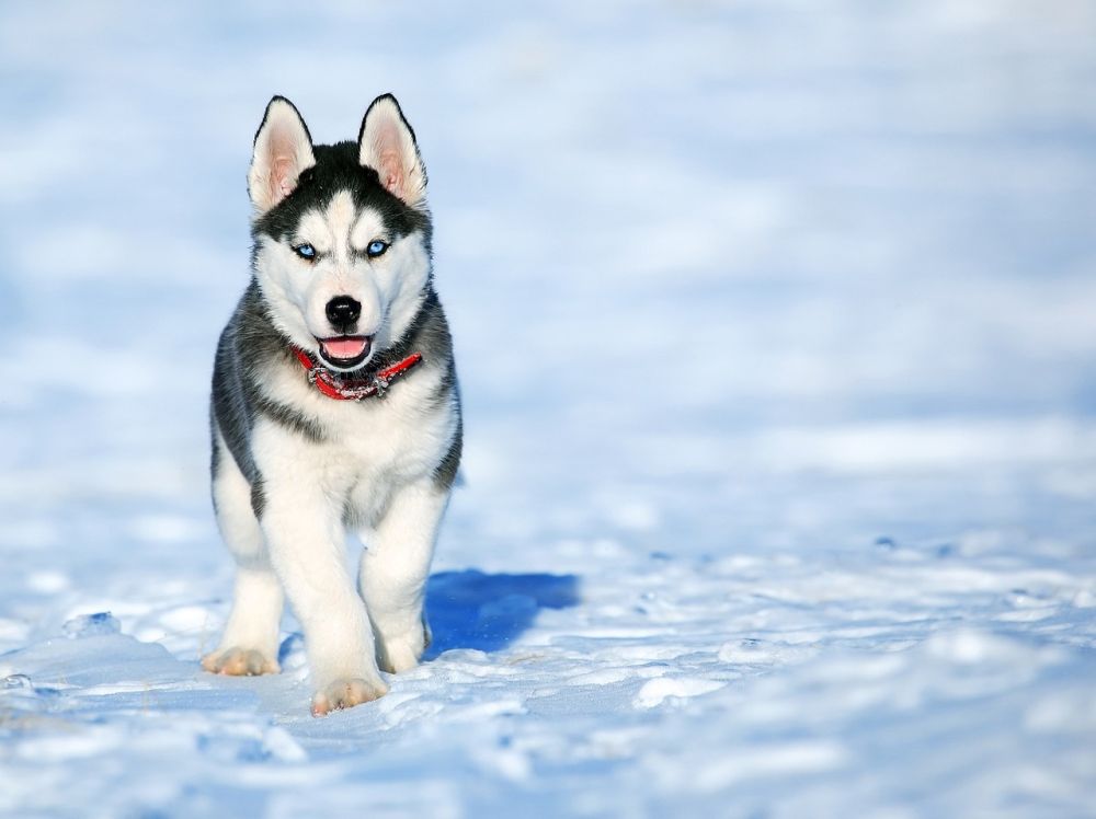 Dog Breed Guide: Siberian Husky