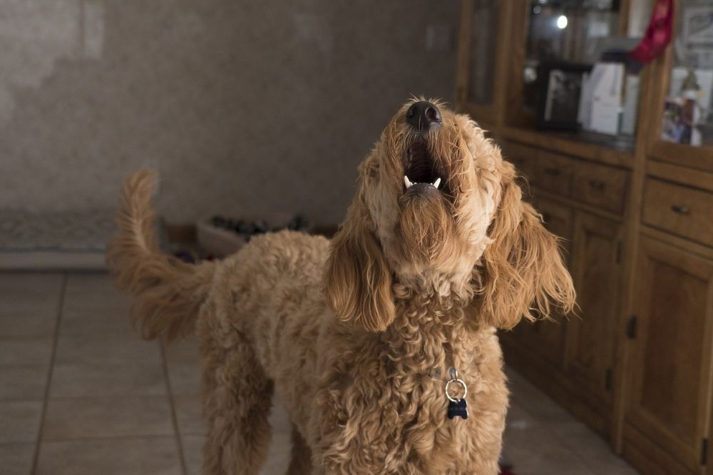 Tips to Prevent Dogs from Barking at Guests