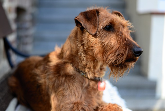 Dog Breed Guide: Irish Terrier