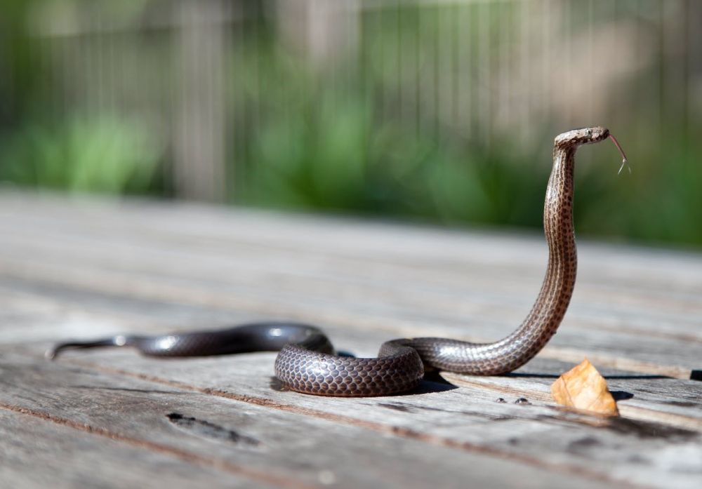 What to Do If Your Dog Is Bitten By a Snake