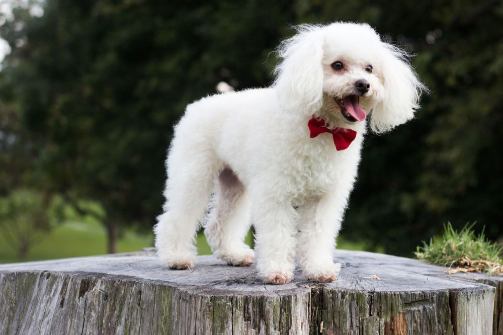 Dog Breed Guide: Poodle