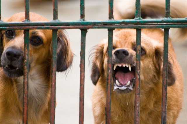 A Guide to Rabies in Dogs