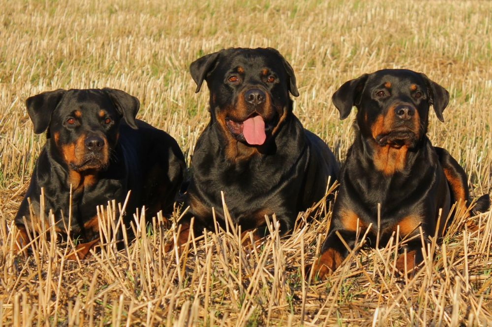 Dog Breed Guide: Rottweiler