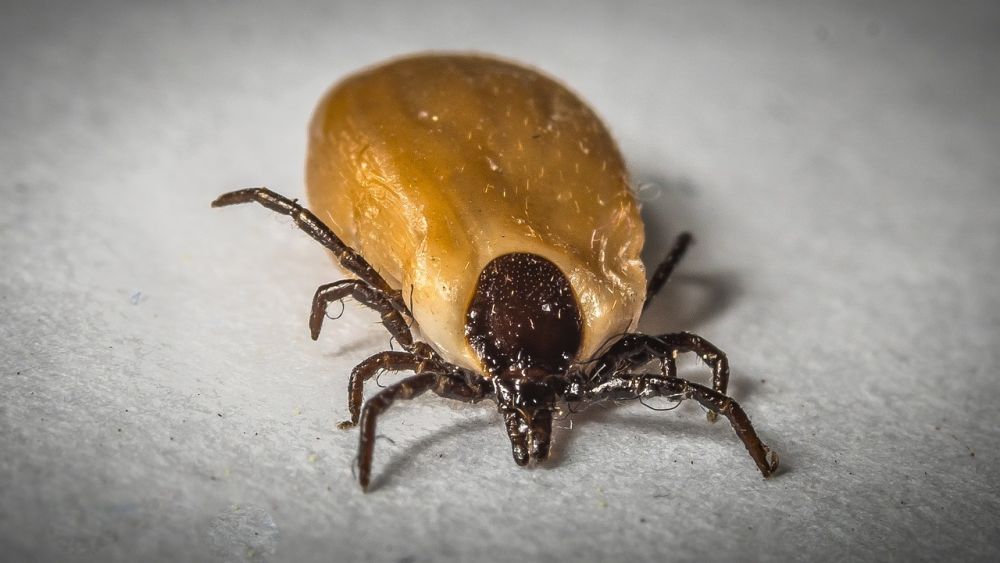 Everything the Dog Owner Should Know About Ticks