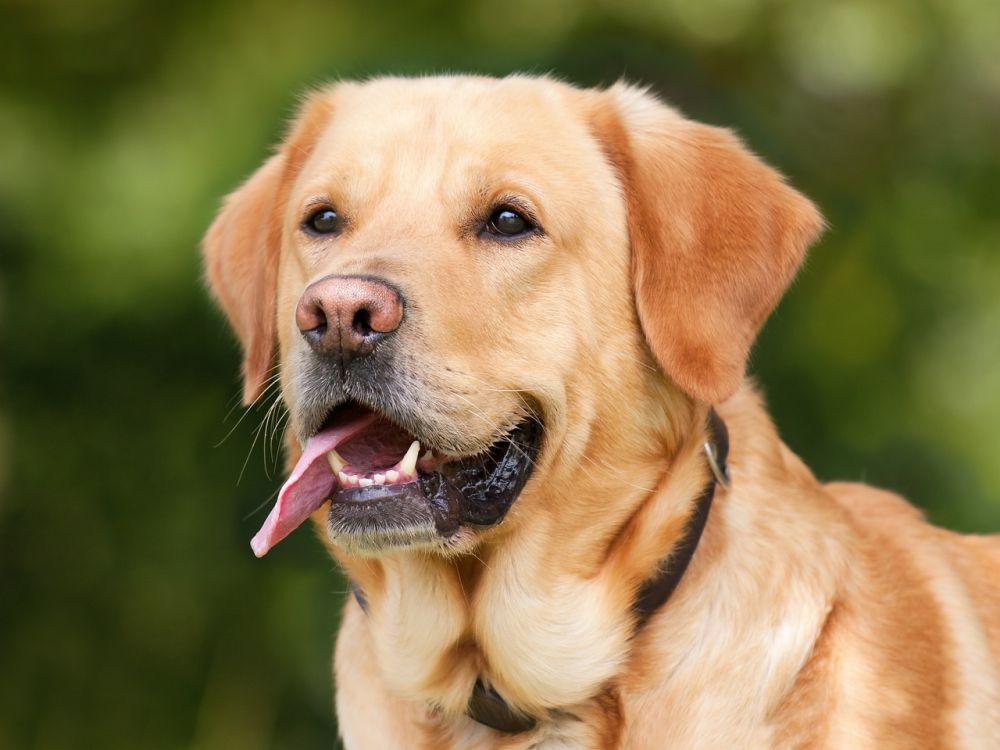 What Are the Pros and Cons of a Labrador?