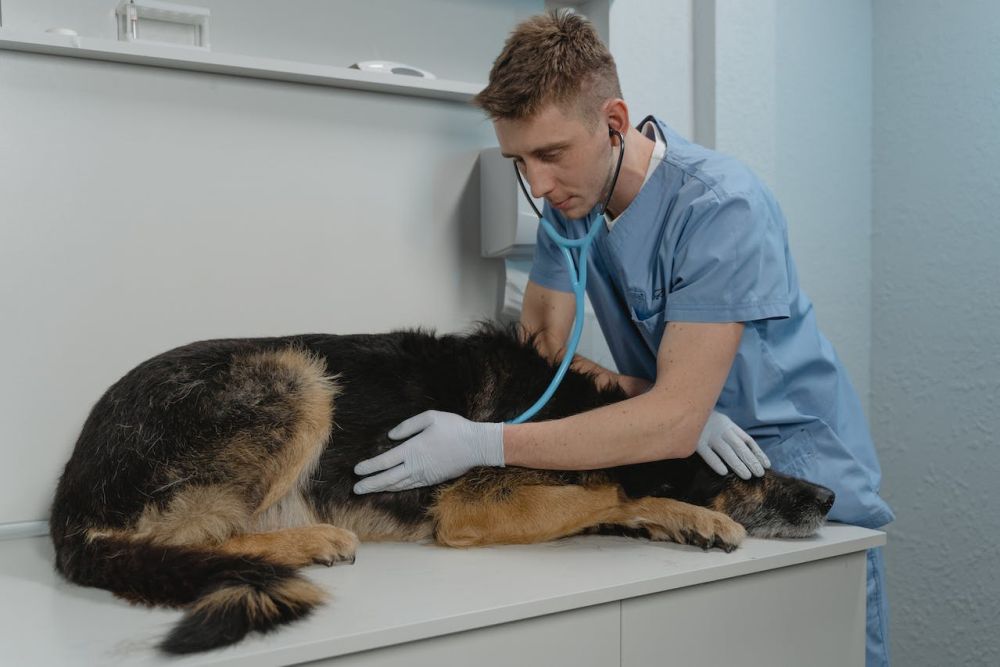 What Is Bloat or Torsion In Dogs?