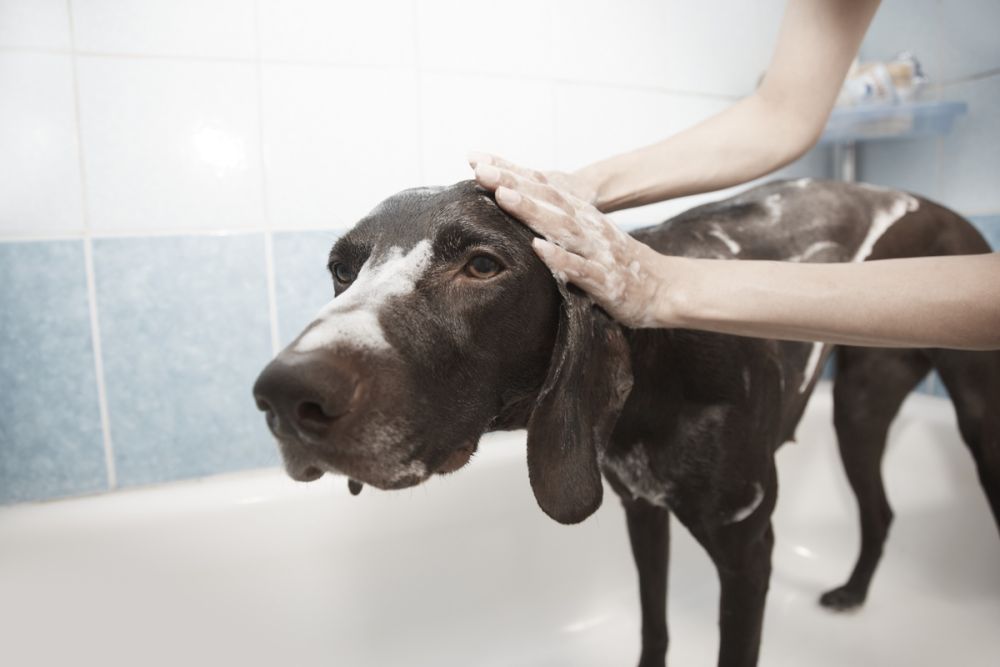 Why Does My Dog Stink After a Bath?
