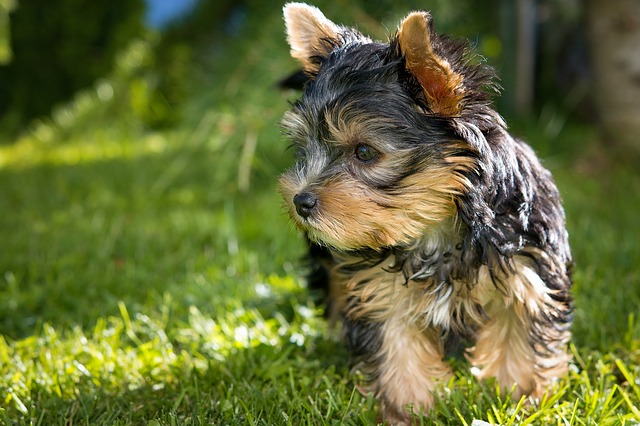 Dog Breed Guide: Yorkshire Terrier
