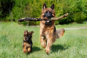 Dog Breed Guide: German Shepherd