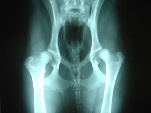 A Guide to Hip Dysplasia in Dogs