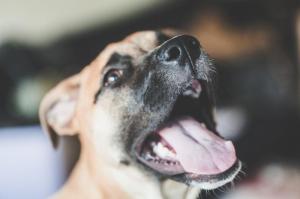 What Is Masticatory Myositis in Dogs