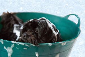 Doggy Dandruff: What You Need to Know About Canine Seborrhea
