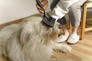 How to Groom Long Coated Dogs