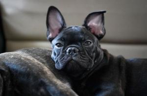 Do French Bulldogs Shed?