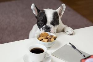 How to Prevent Dogs from Snatching Food