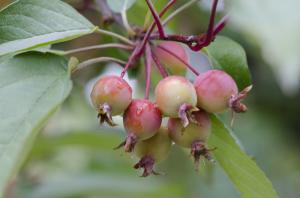 Are Crab Apples Toxic to Dogs?