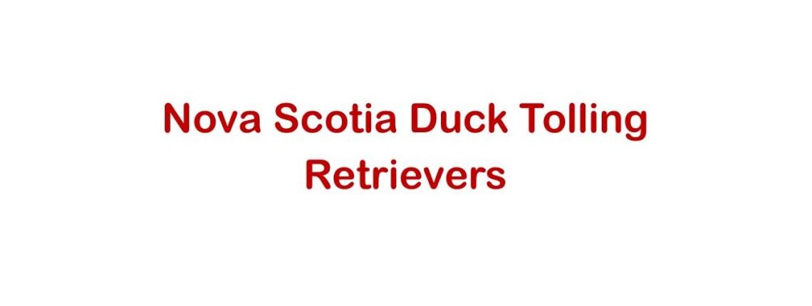 Nova Scotia Duck Tolling Retrievers
